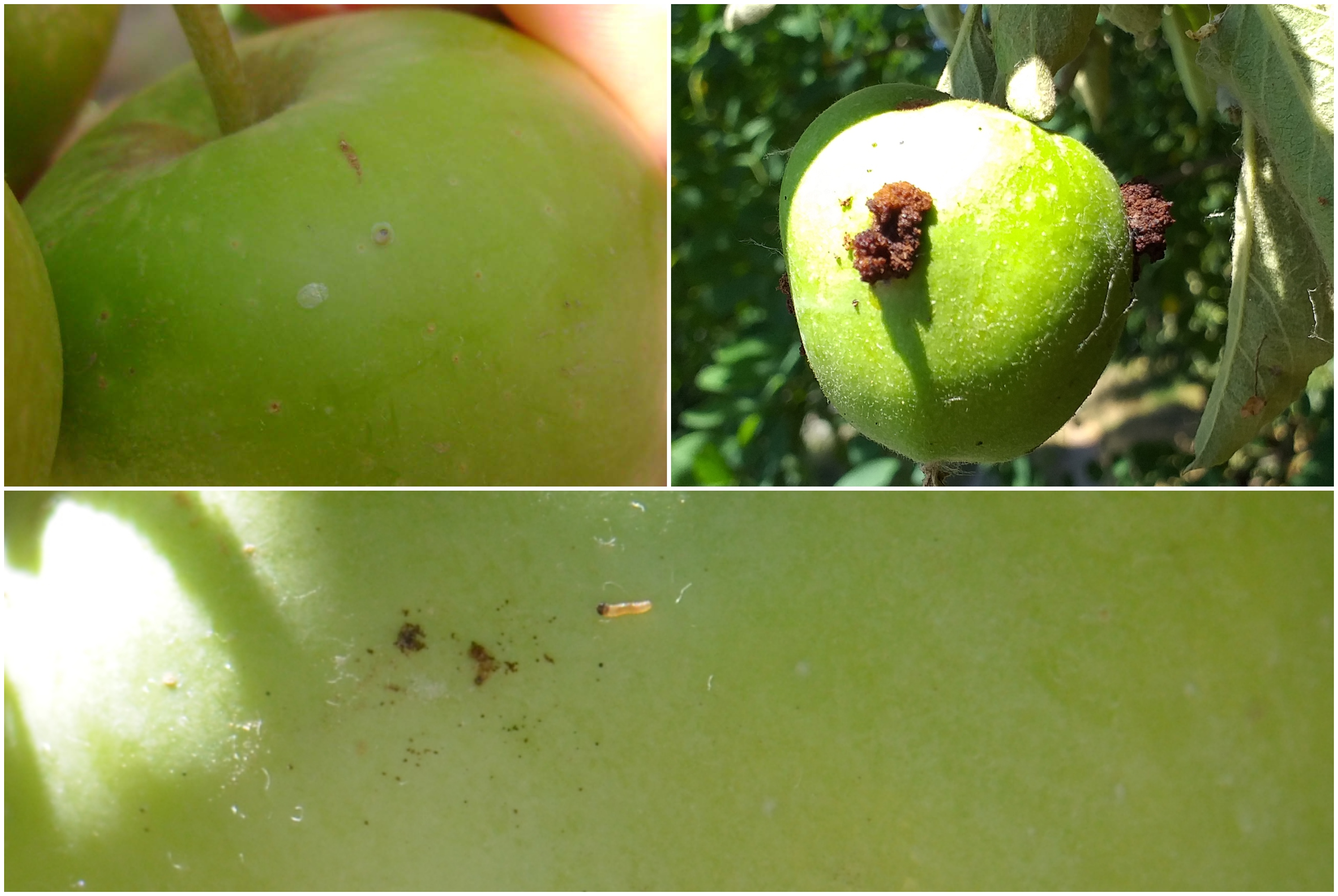 prognozno-izve-tajna-slu-ba-za-tite-bilja